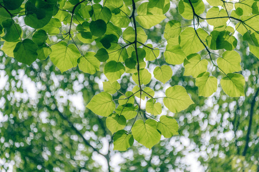 TRANSITION ÉCOLOGIQUE POUR LES ORGANISATEURS DE MANIFESTATION SPORTIVES : QUEL INTÉRÊT ?
